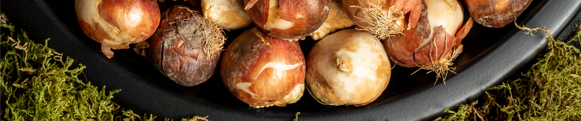 Der grüne Tipp: Wie kluge Gärtner Blumenzwiebeln überwintern