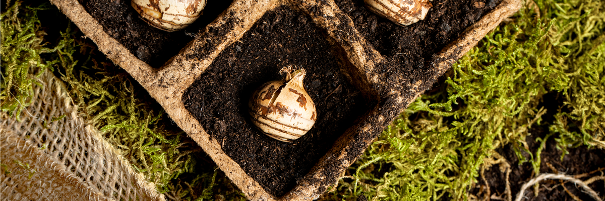 Das Pflanzen von Blumenzwiebeln im Herbst erzeugt Vorfreude