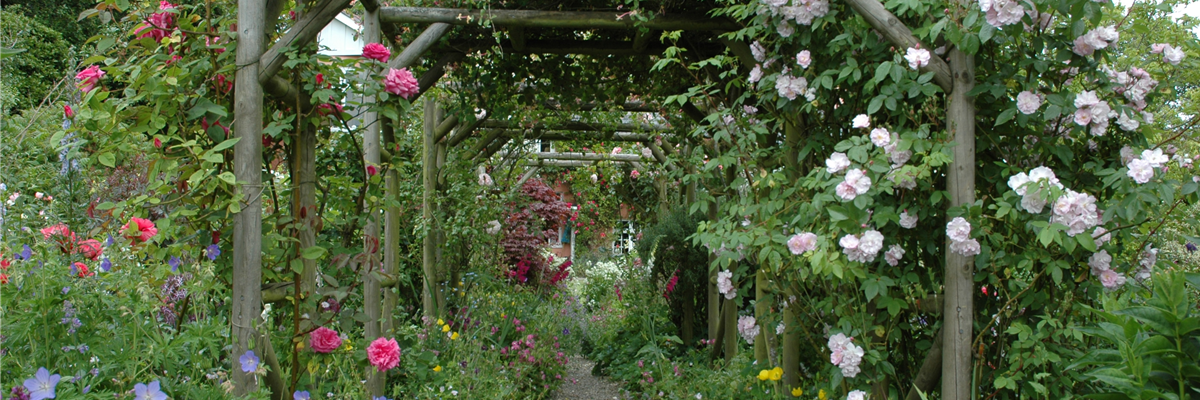 Die richtige Wahl von Rankhilfen für Kletterpflanzen