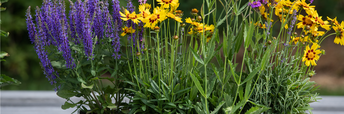 Die schönsten Sommerblumen für den Garten