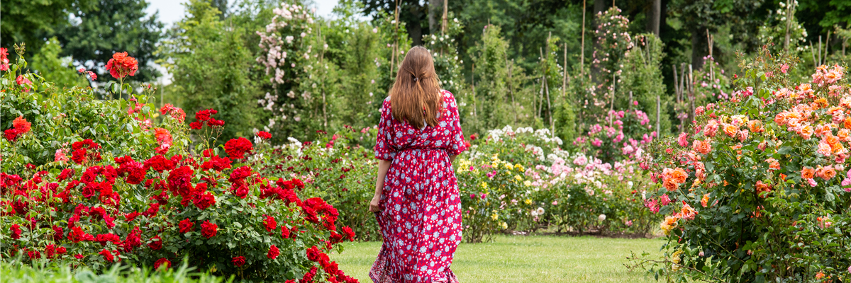 Rosenpflege im Sommer – Für die Königin nur das Beste