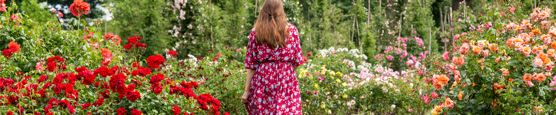 Rosenpflege im Sommer – Für die Königin nur das Beste
