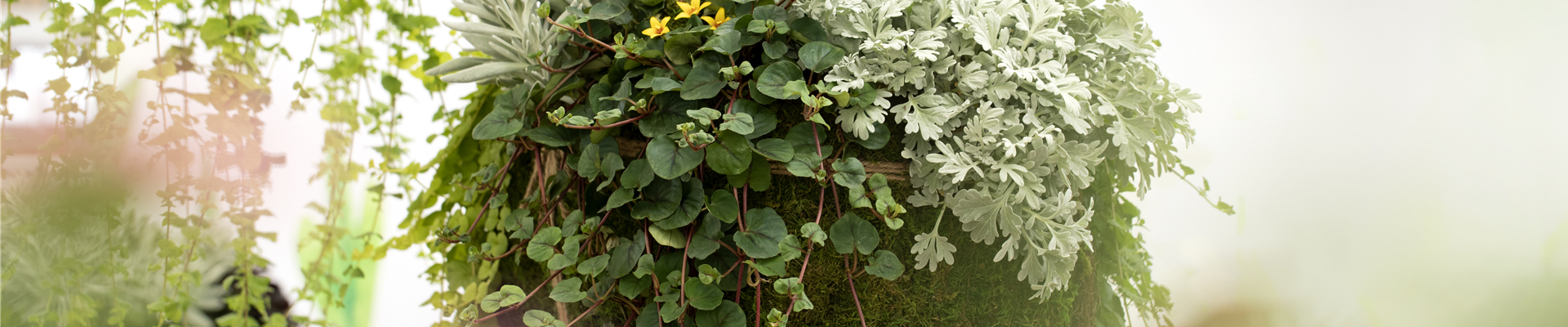 Blattschmuckpflanzen sorgen für Ruhe und Harmonie im Garten