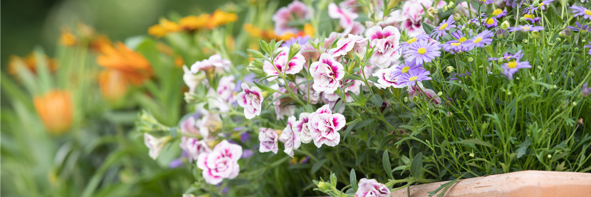 Calibrachoa, gefüllt