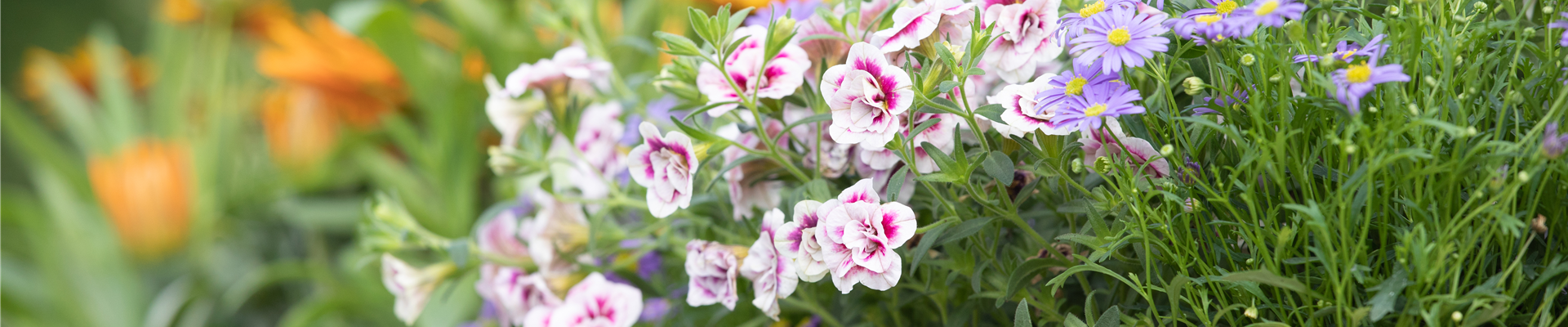 Calibrachoa, gefüllt