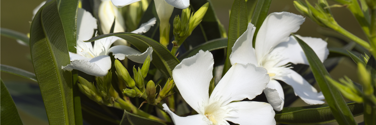 Nerium oleander, weiß