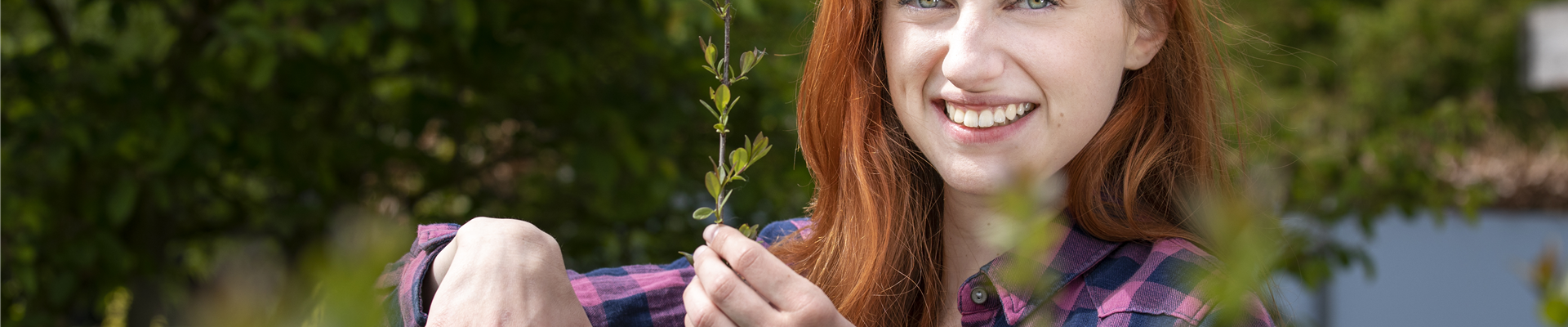 Schnipp, schnapp, Hecke ab! Heckenpflanzen schneiden im Sommer