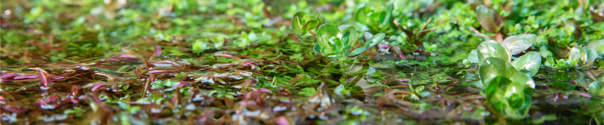 Wasserpflanzen