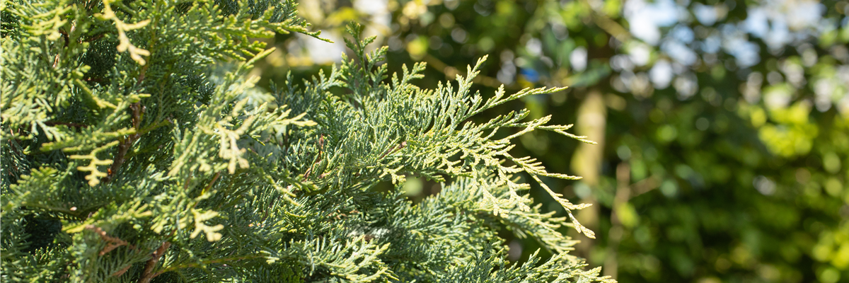 Chamaecyparis lawsoniana 'Silberstar'