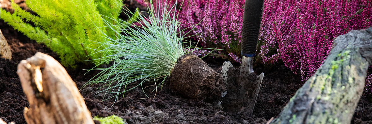 Gräser pflanzen - dies gilt es zu beachten