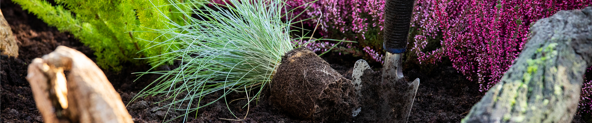Gräser pflanzen - dies gilt es zu beachten