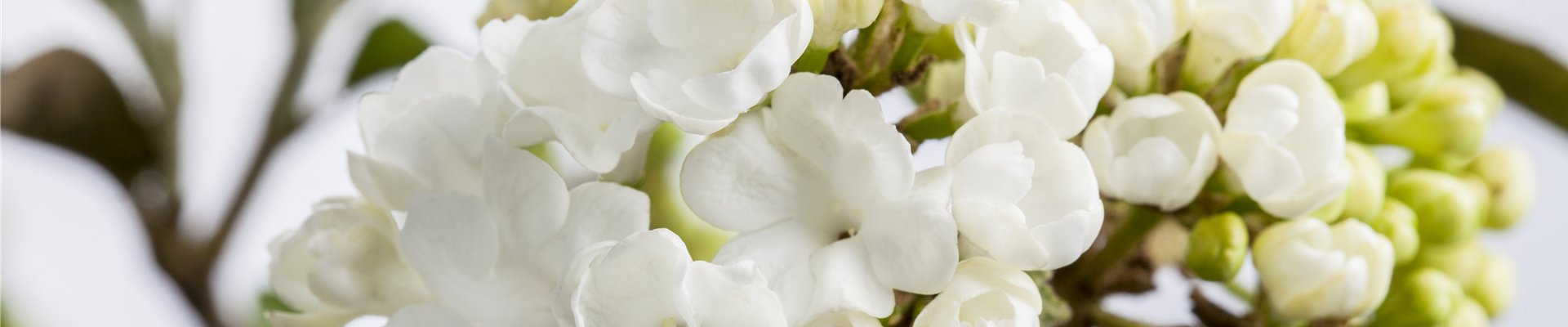 Viburnum plicatum 'Schroeders Nadine'