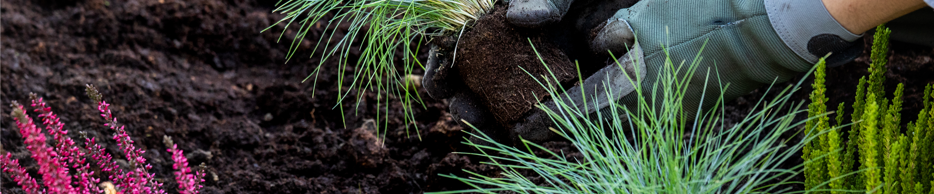 Einfach schicke Gräser für den Balkon auswählen und pflanzen