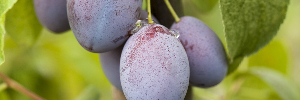 Prunus domestica subsp. domestica 'Basler Hauszwetschge'