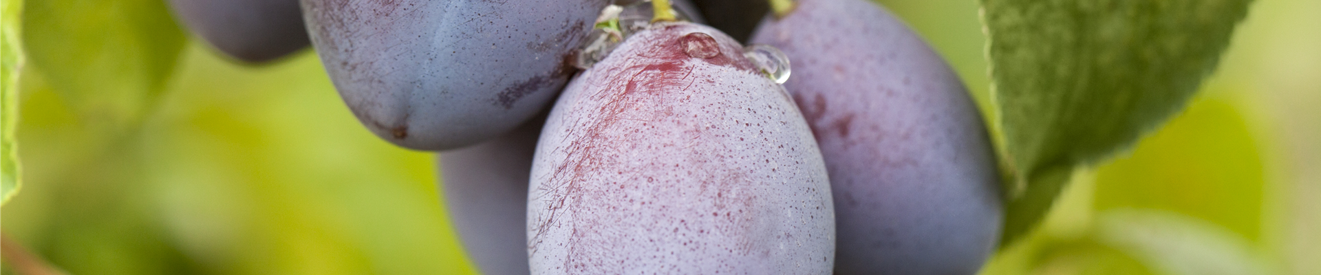Prunus domestica subsp. domestica 'Basler Hauszwetschge'