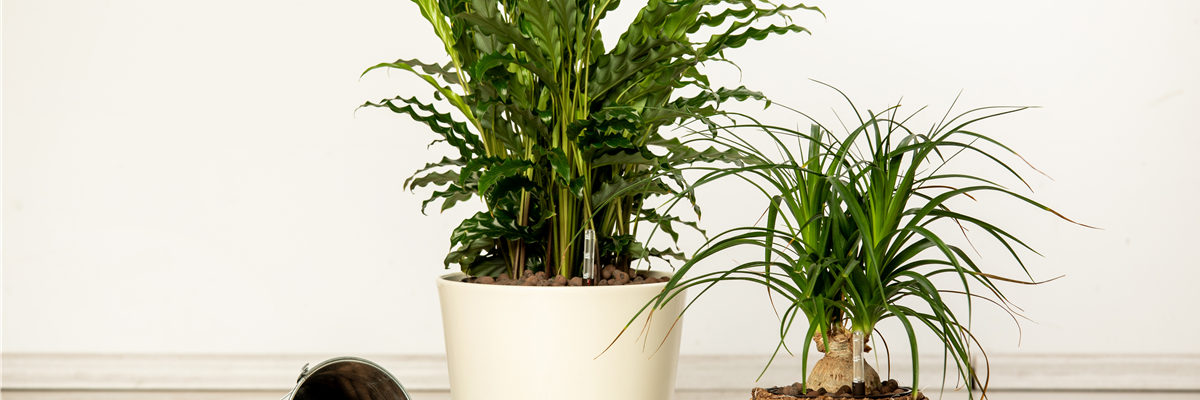 Hydrokultur – ideal als Alternative zur Aufzucht im Erdboden