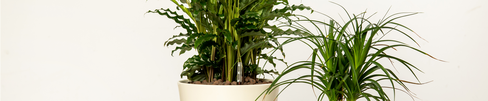 Hydrokultur – ideal als Alternative zur Aufzucht im Erdboden