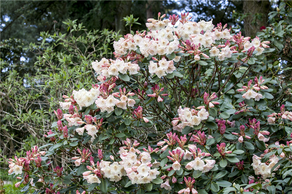 Rhododendron schneiden und pflegen  so gelingt es - Fiedlers Garten &  Hobbyland