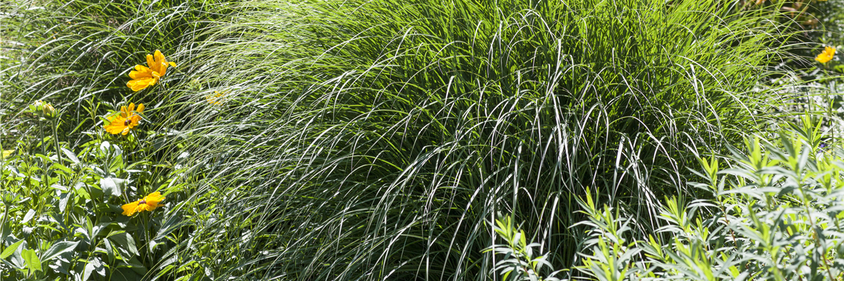 Beliebte Gräser als besonderer Blickfang