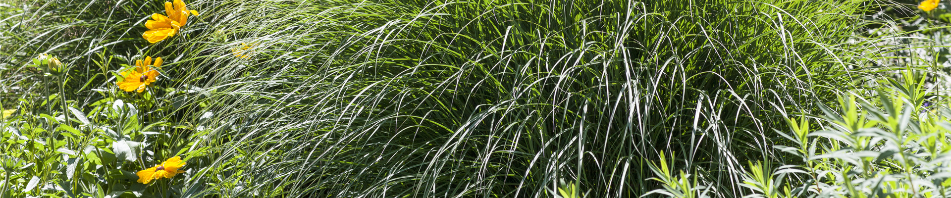 Beliebte Gräser als besonderer Blickfang