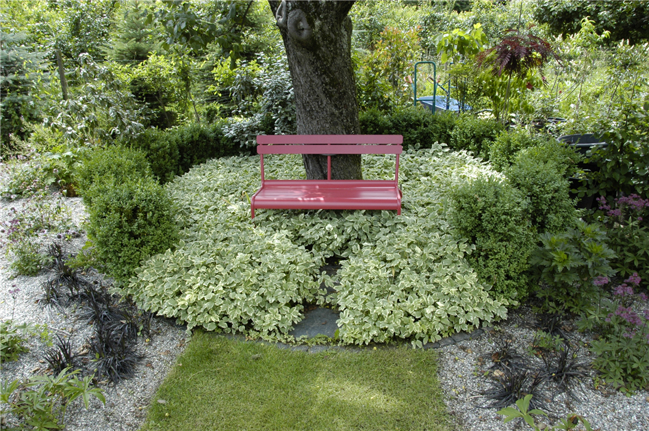 pflanzen thuja hecke Thuja Smaragd kaufen