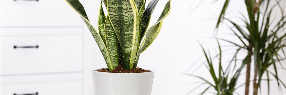 Sansevieria trifasciata