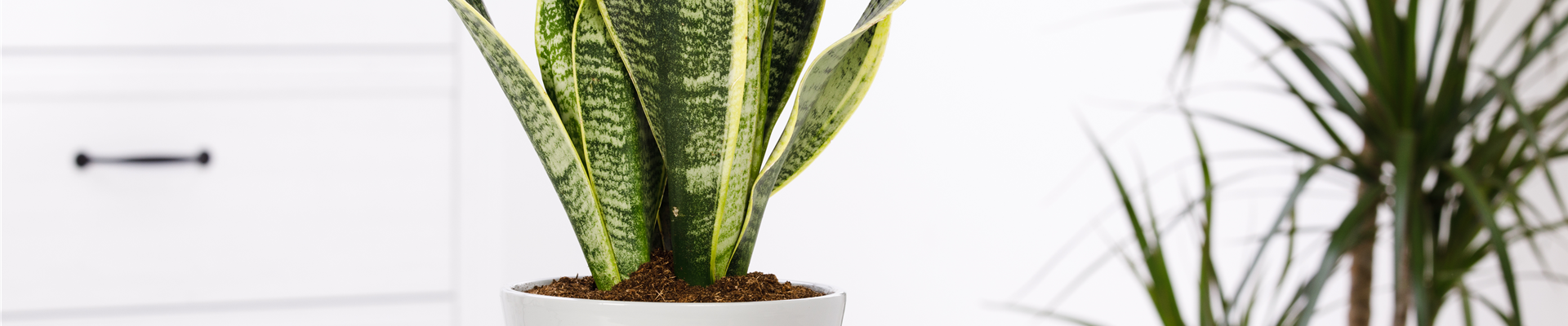 Sansevieria trifasciata