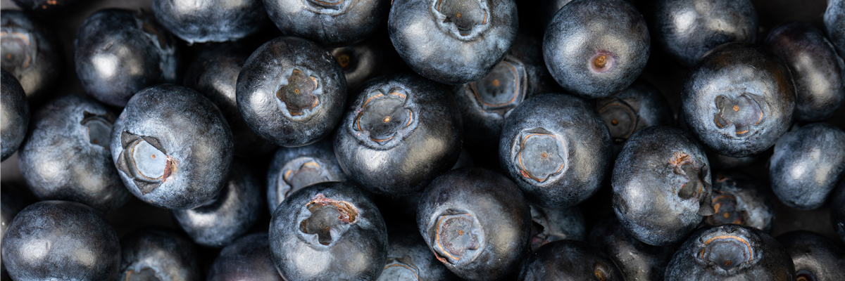Blaubeere oder Schwarzbeere – die Heidelbeere hat viele Namen und viel Geschmack