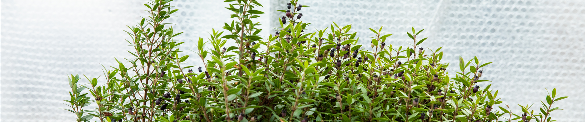 Wie Pflanzen überwintern und im Frühjahr wieder neu erwachen