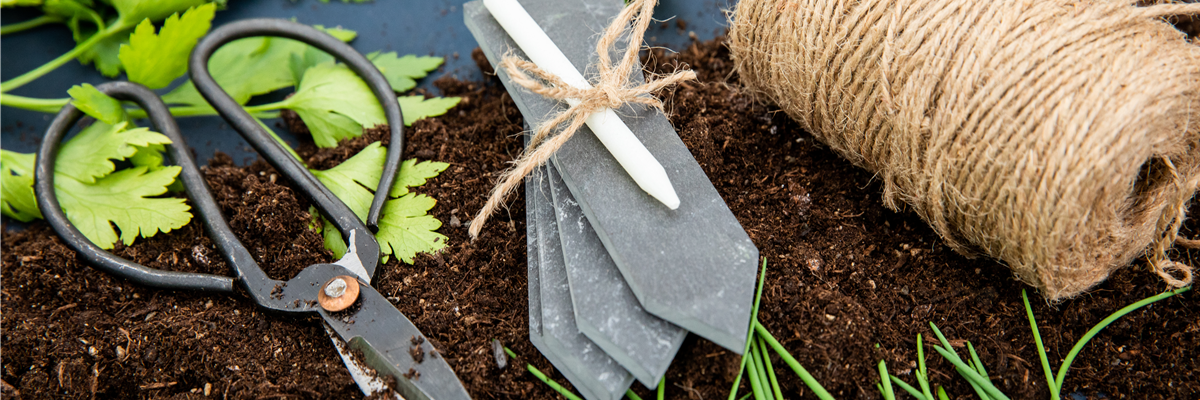 Wie die erfolgreiche Anzucht aus Saatgut auch sicher gelingt