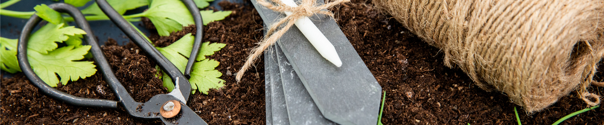 Wie die erfolgreiche Anzucht aus Saatgut auch sicher gelingt