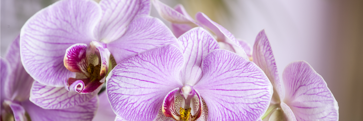 Phalaenopsis