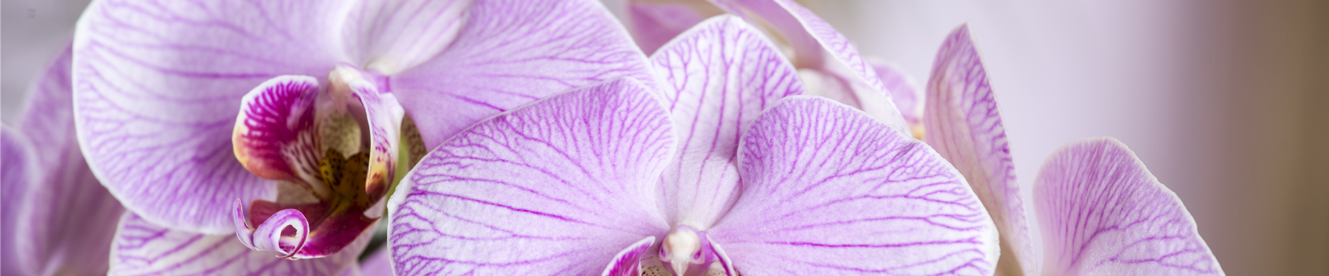 Phalaenopsis
