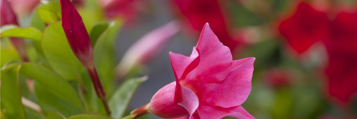 Mandevilla sanderi 'Diamantina'®