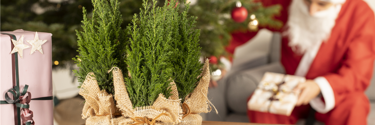 Schöne Pflanzen als Weihnachtsgeschenk kommen immer gut an