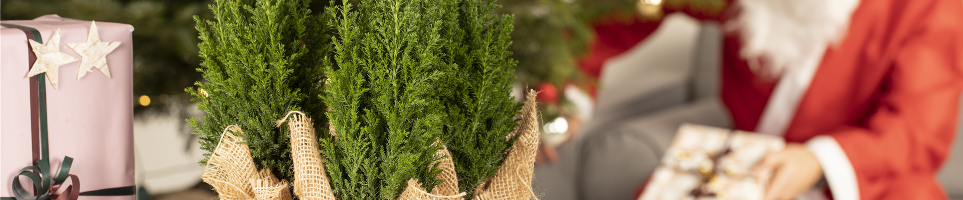 Schöne Pflanzen als Weihnachtsgeschenk kommen immer gut an
