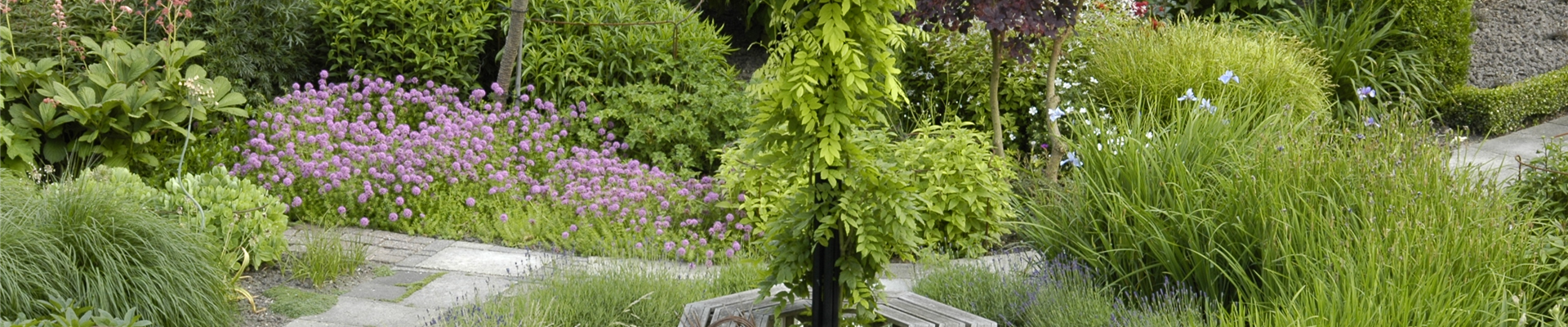 Kletterpflanzen pflegen wie ein Profi