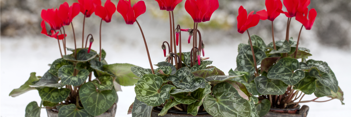 Cyclamen 'Midi Wella'