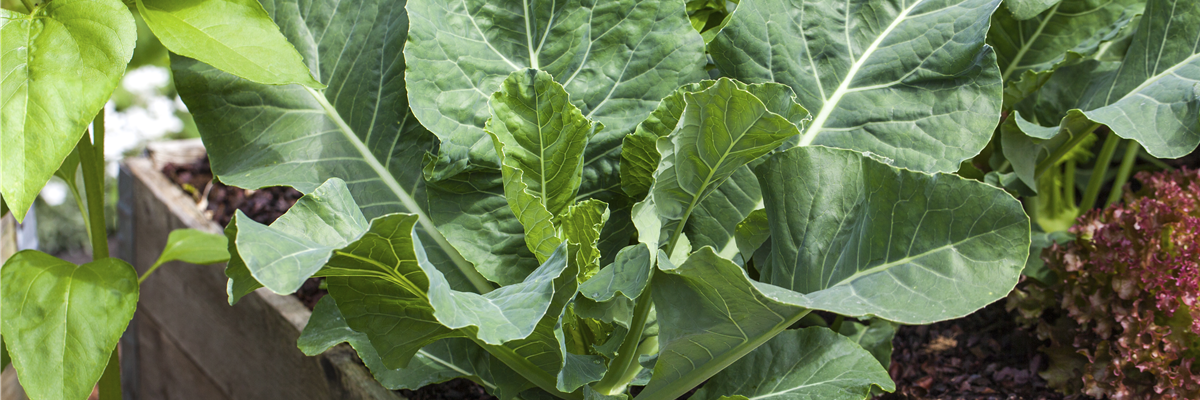 Brassica oleracea var. gongylodes