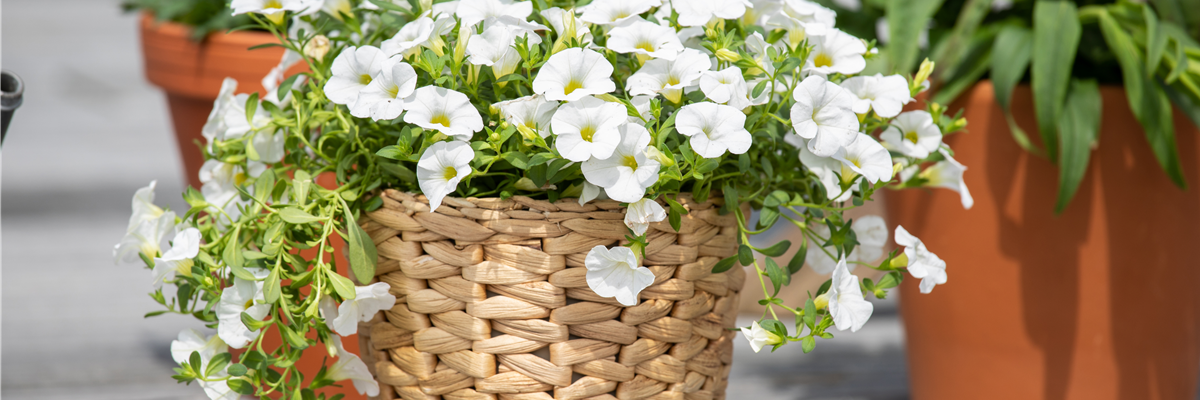 Calibrachoa, weiß