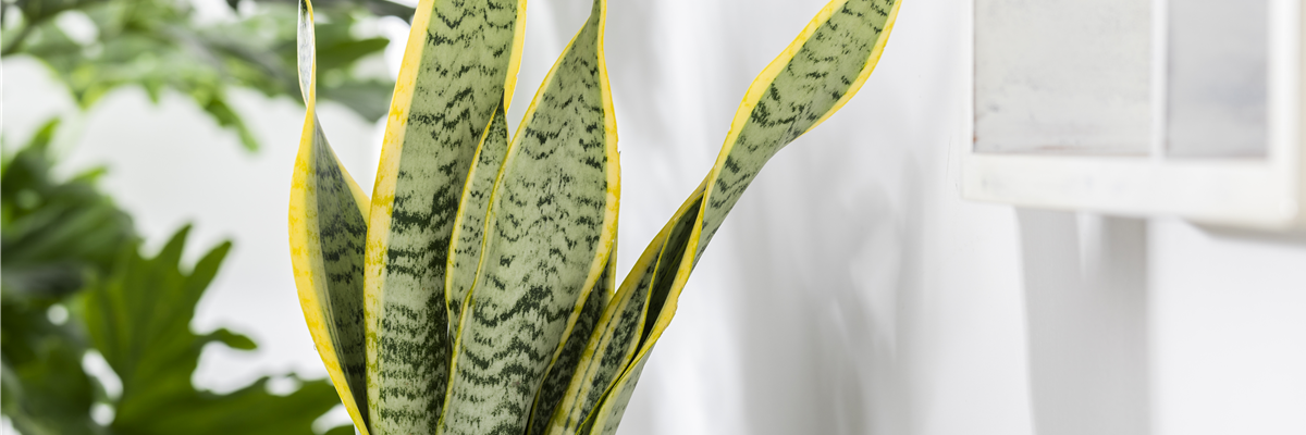 Sansevieria trifasciata