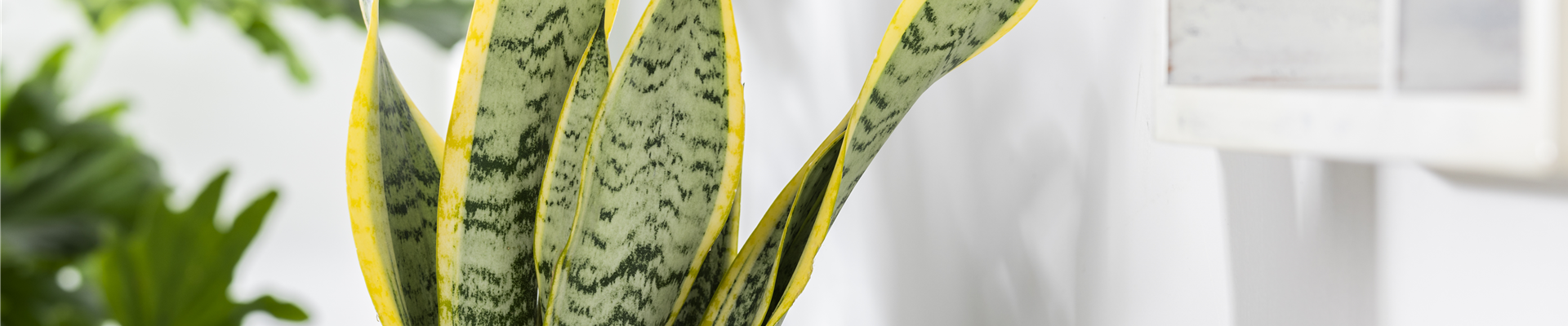 Sansevieria trifasciata