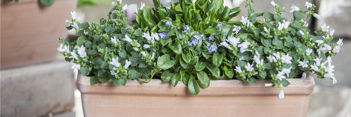 Campanula poscharskyana