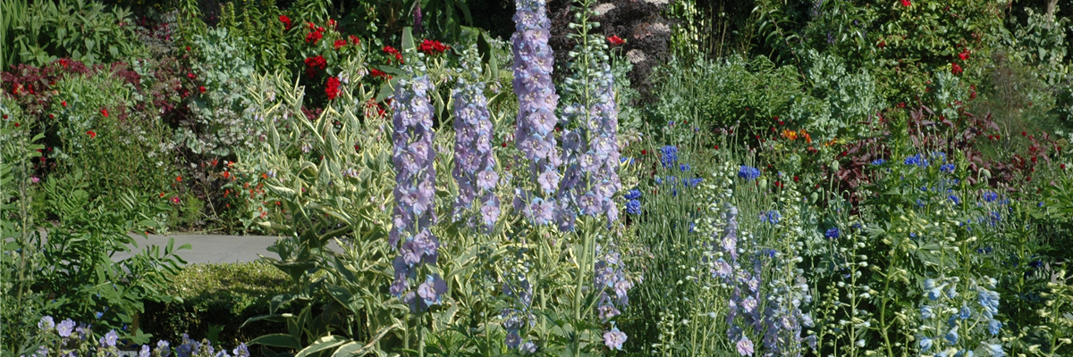 Diese beliebten Stauden sollten in keinem Staudenbeet fehlen