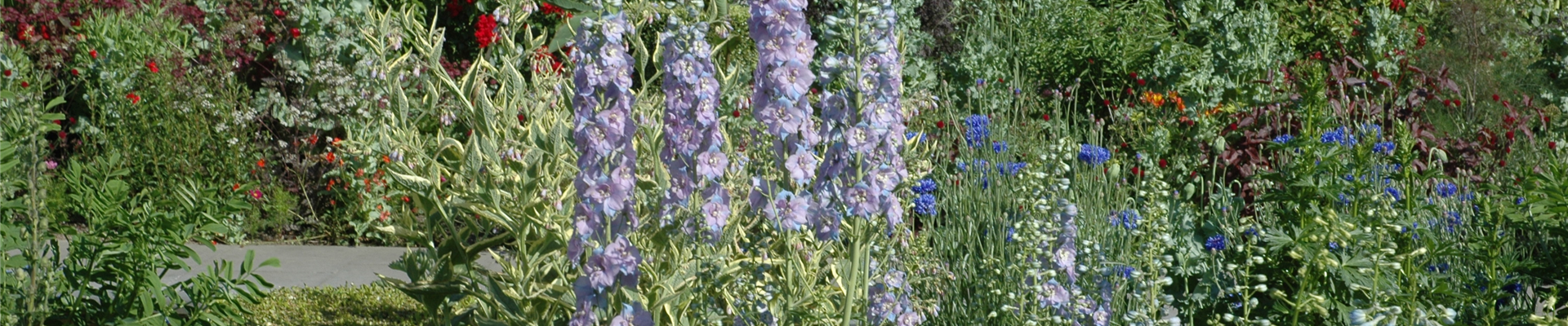 Diese beliebten Stauden sollten in keinem Staudenbeet fehlen