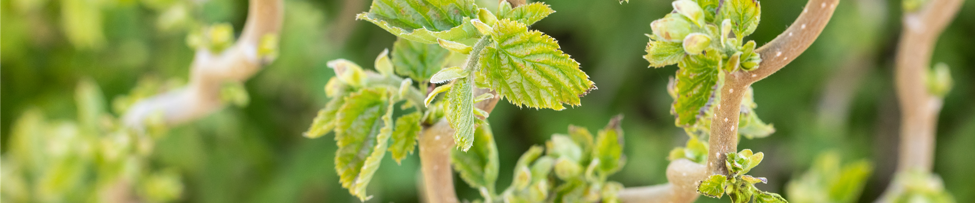 Corylus avellana 'Scooter'