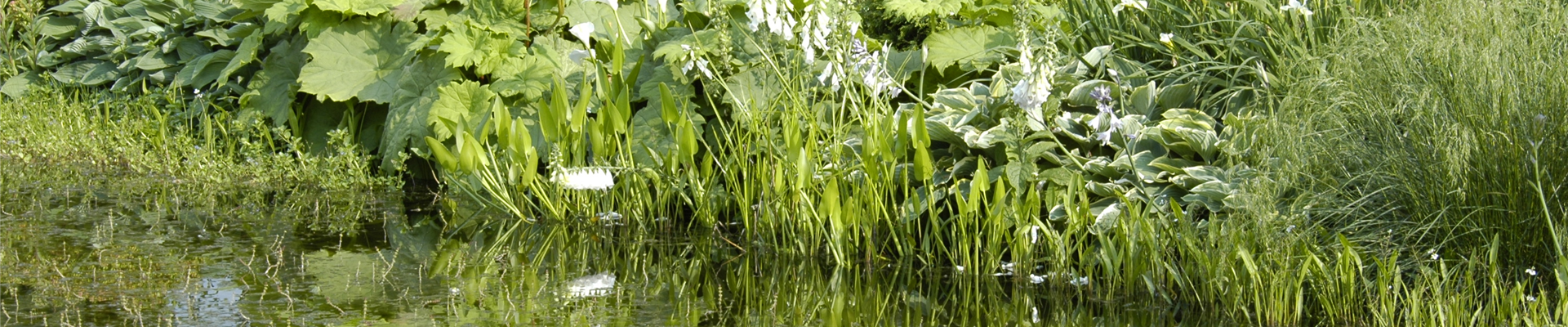 Gezielt die passenden Wasserpflanzen für den Teich aussuchen