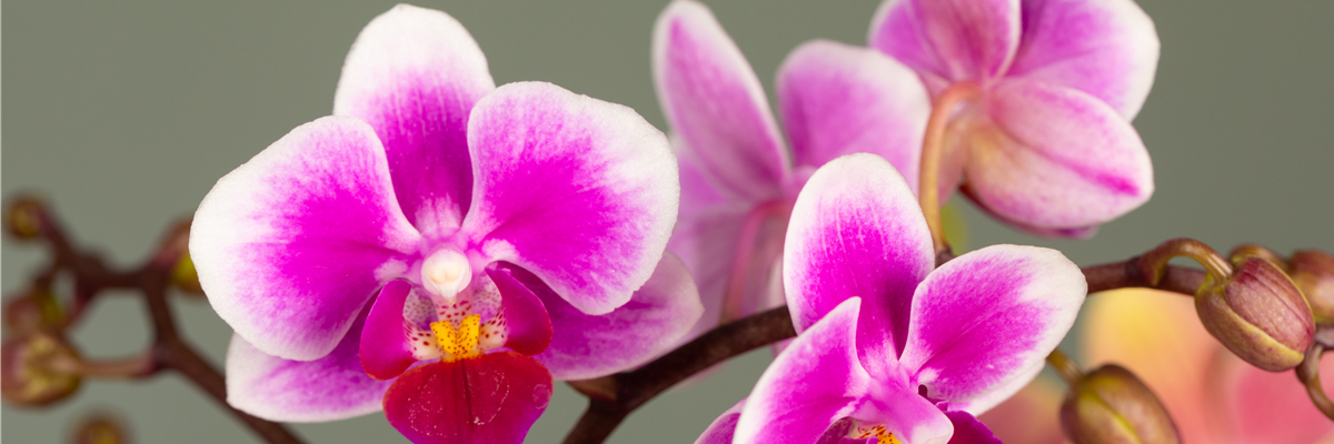 Phalaenopsis multiflora