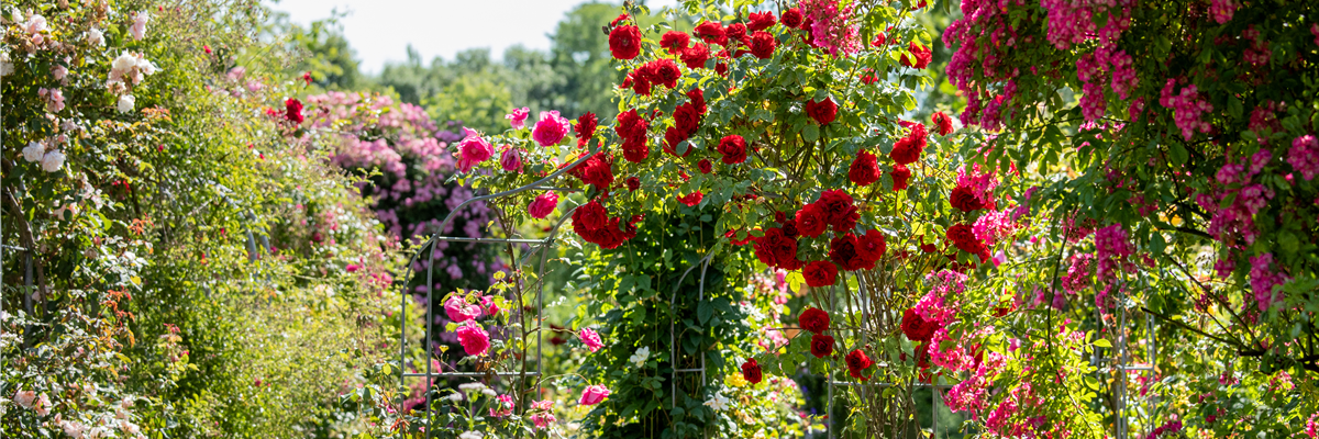 Tipps für einen Rosengarten