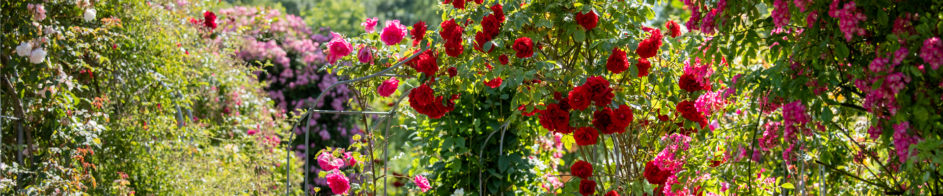 Tipps für einen Rosengarten